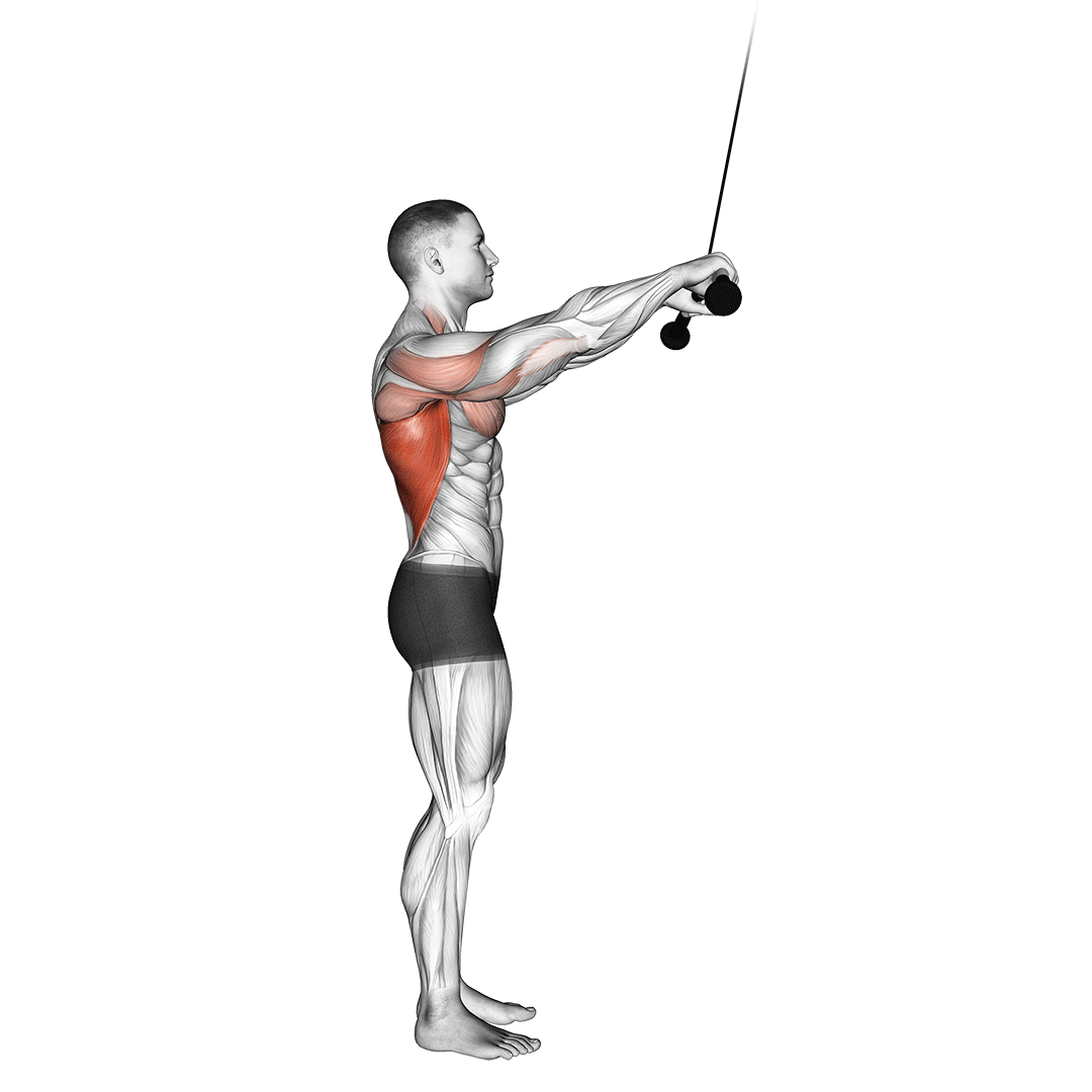 Standing Straight-Arm Pulldown animation