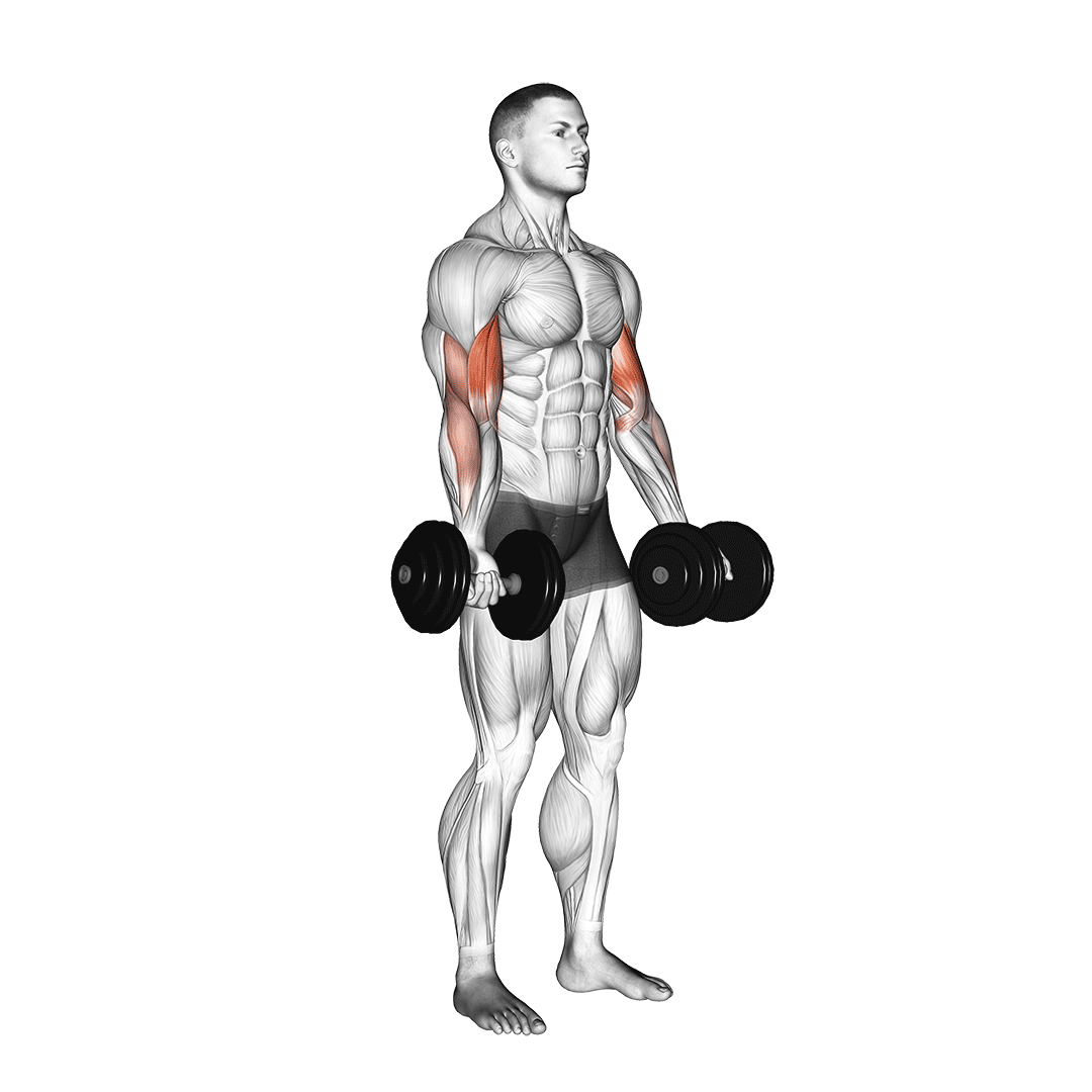Dumbbell Bicep Curl animation