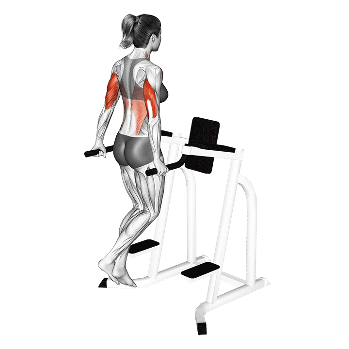Tricep Dips animation