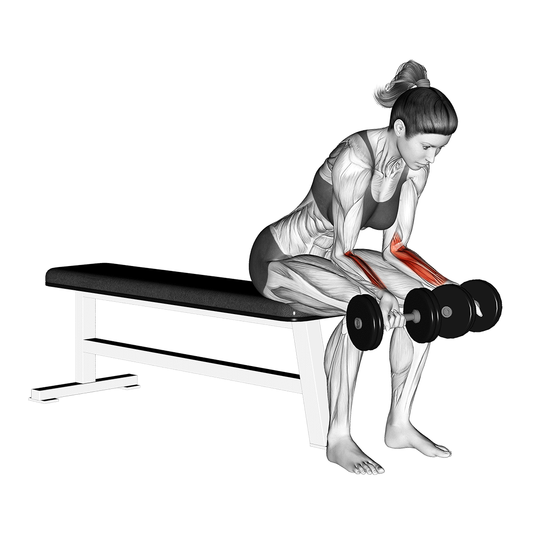 Dumbbell Wrist Curl animation