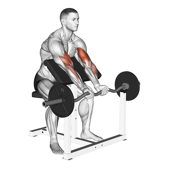 Ez-Bar Preacher Curl animation