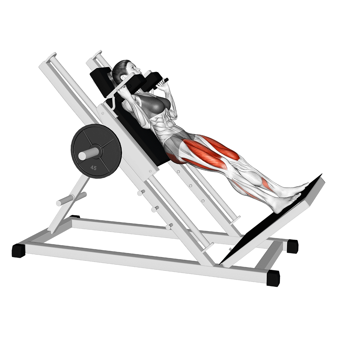 Hack Squat animation