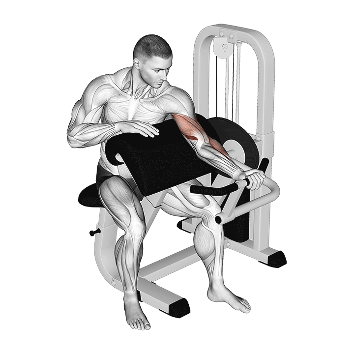 Lever Preacher Curl animation