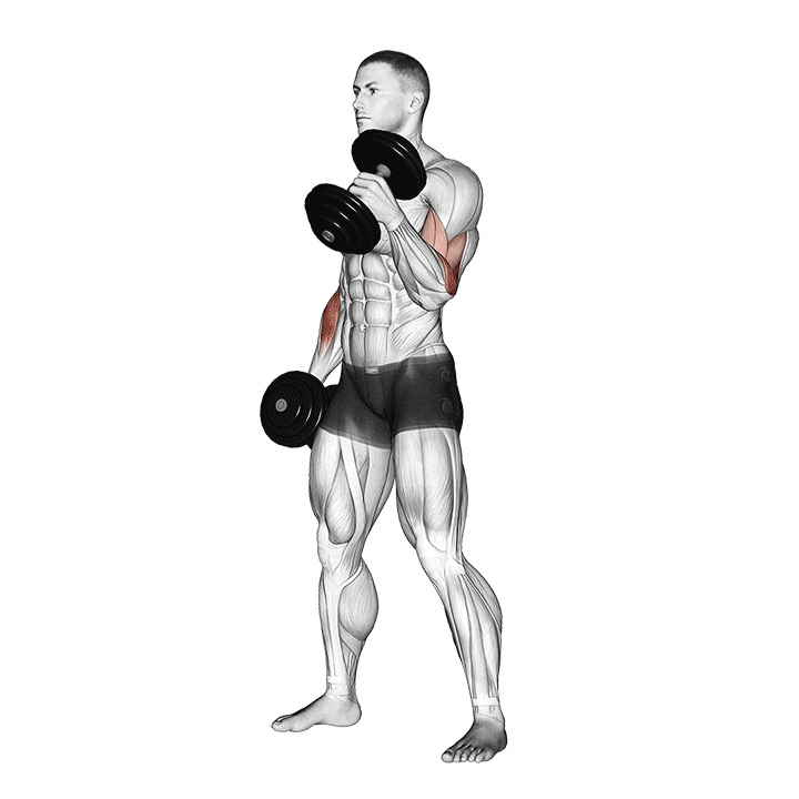 Dumbbell Hammer Curl animation