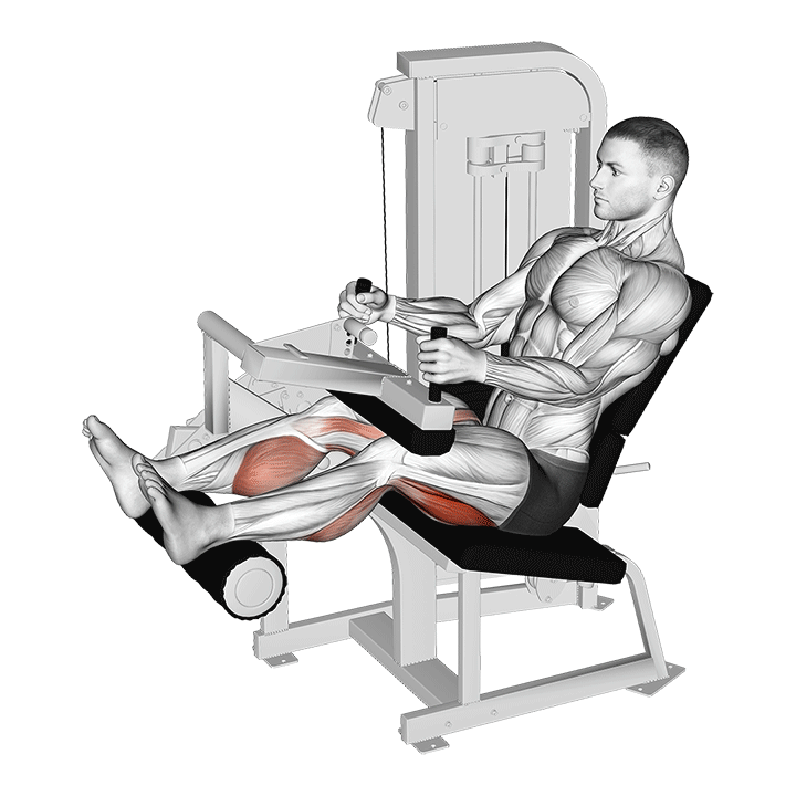 Seated Leg Curl animation