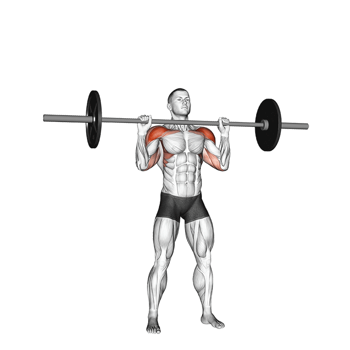 Barbell Shoulder Press / Military Press animation