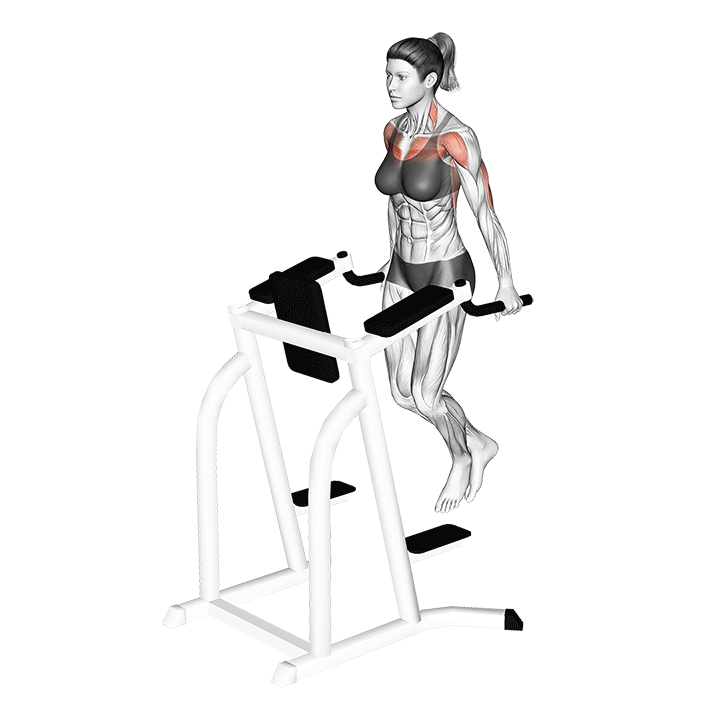 Chest Dips animation