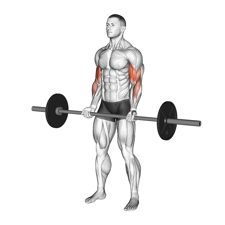 Barbell Curl animation