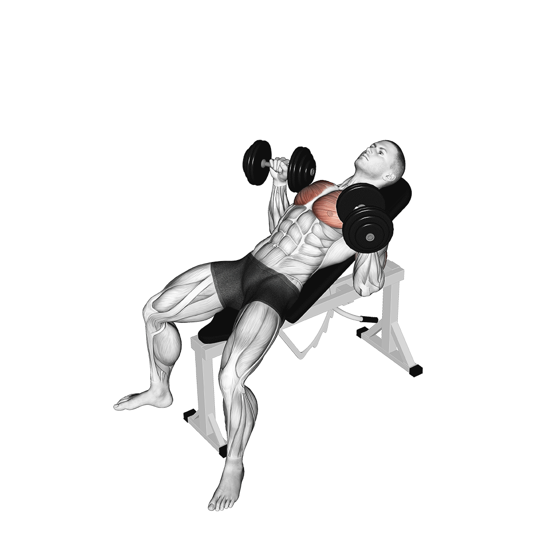 Dumbbell Incline Bench Press animation