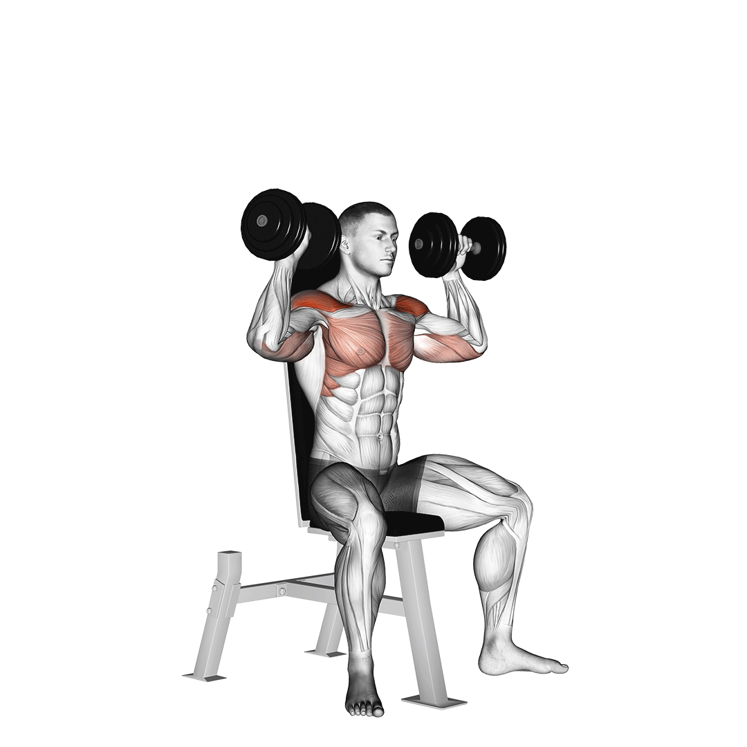 Dumbbell Shoulder Press animation