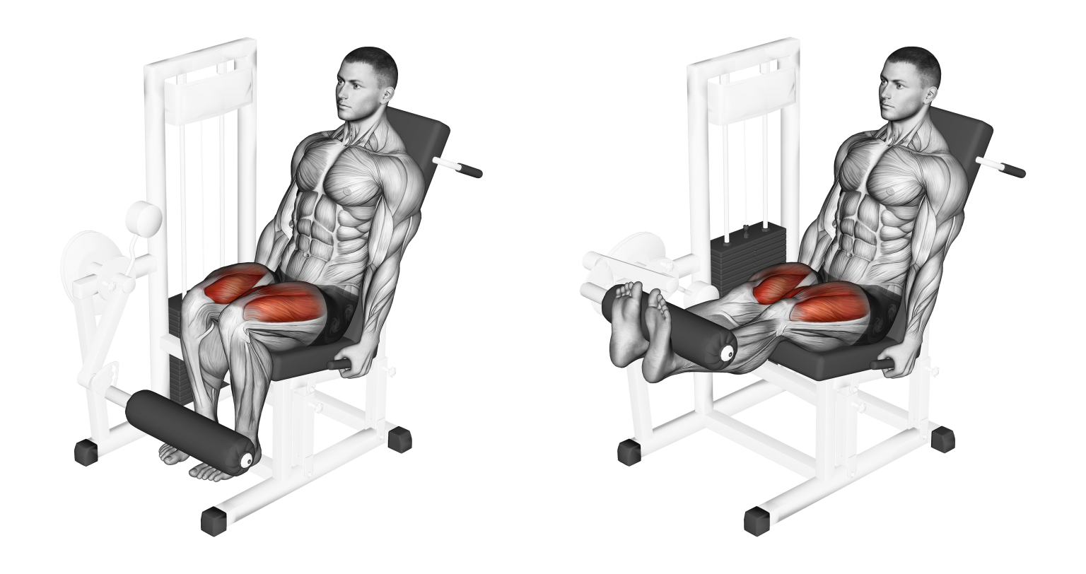 Leg Extension