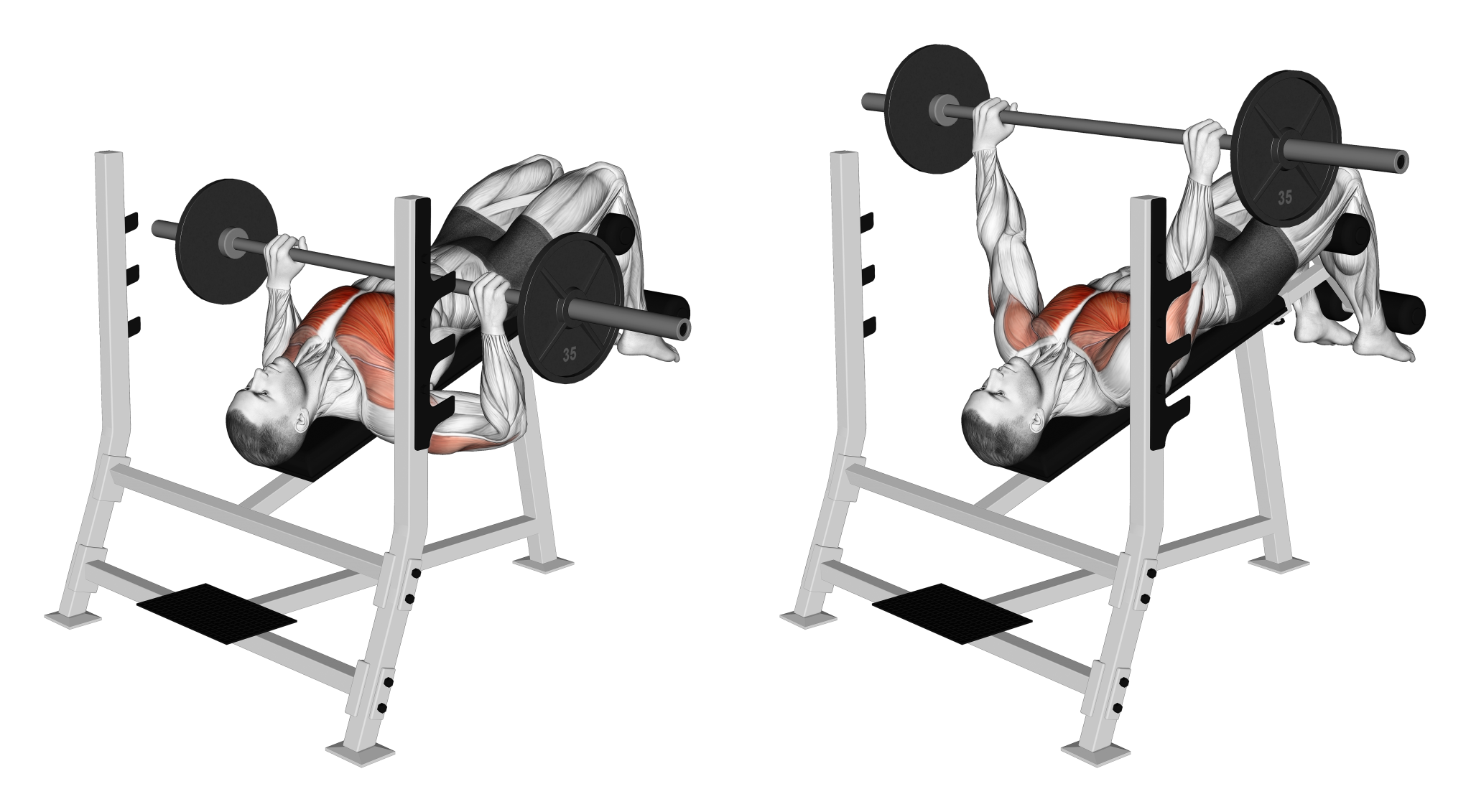 Barbell Decline Bench Press
