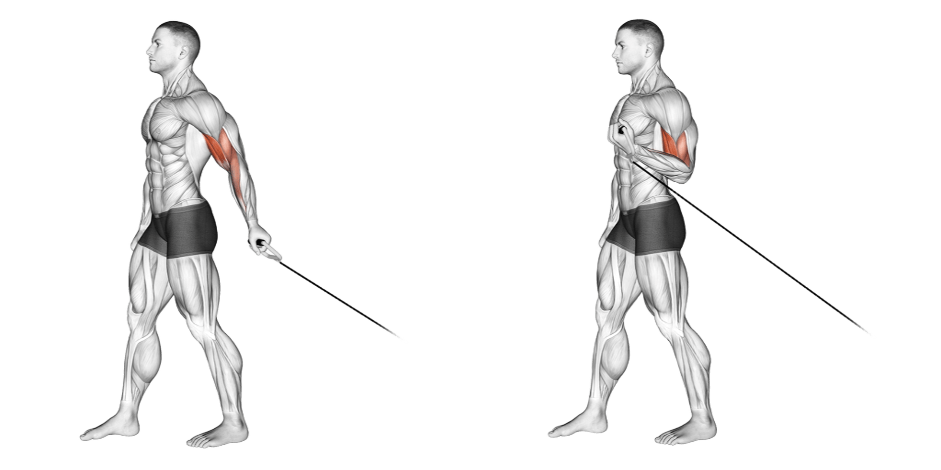Bayesian Cable Curls