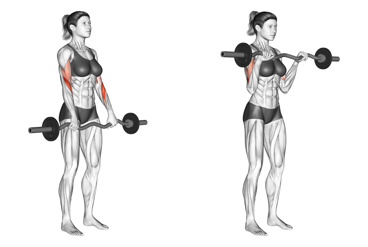 Reverse Grip Ez-Bar Curls