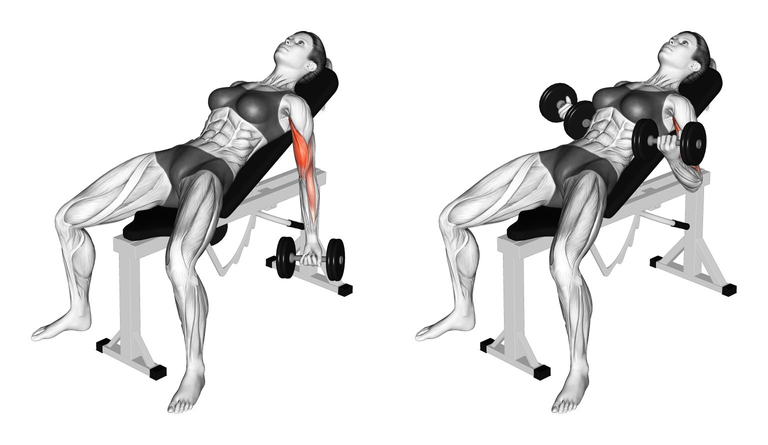 Incline Dumbbell Curls