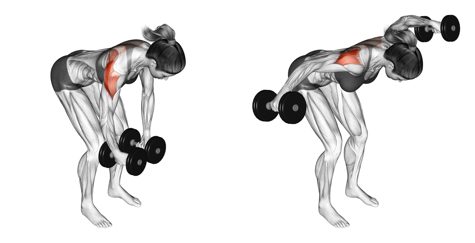 Dumbbell Rear Delt Fly