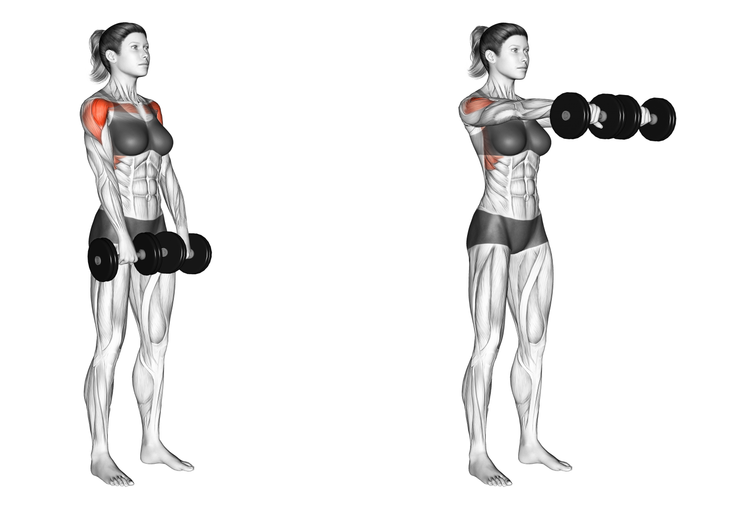 Dumbbell Front Raise
