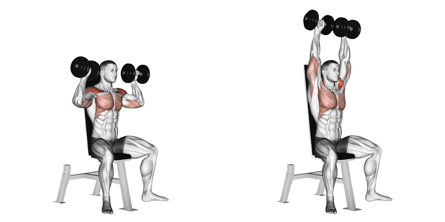 Dumbbell Shoulder Press