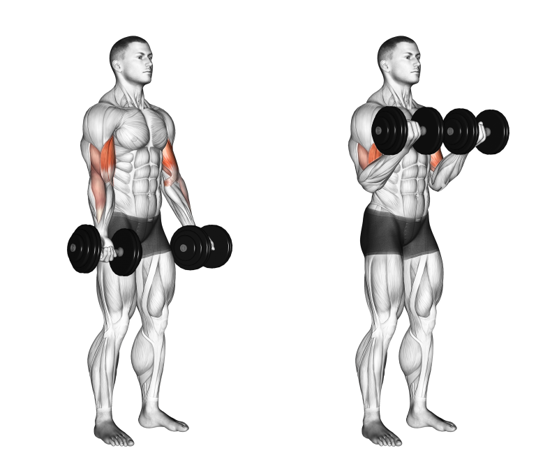 Dumbbell Bicep Curl