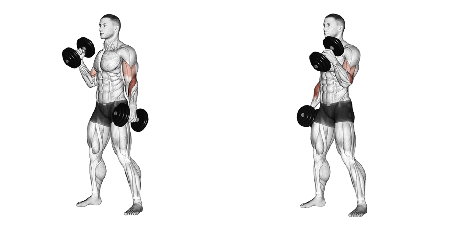 Dumbbell Hammer Curl