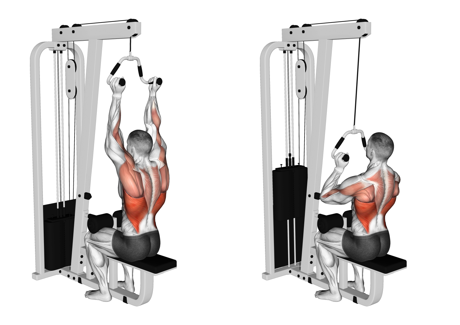Neutral / V Grip Lat Pulldown