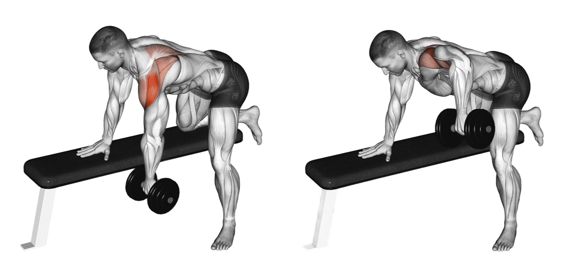 Dumbbell Rear Delt Row