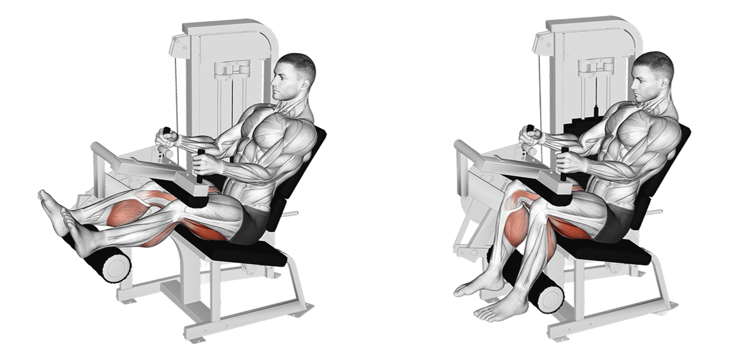 Seated Leg Curl