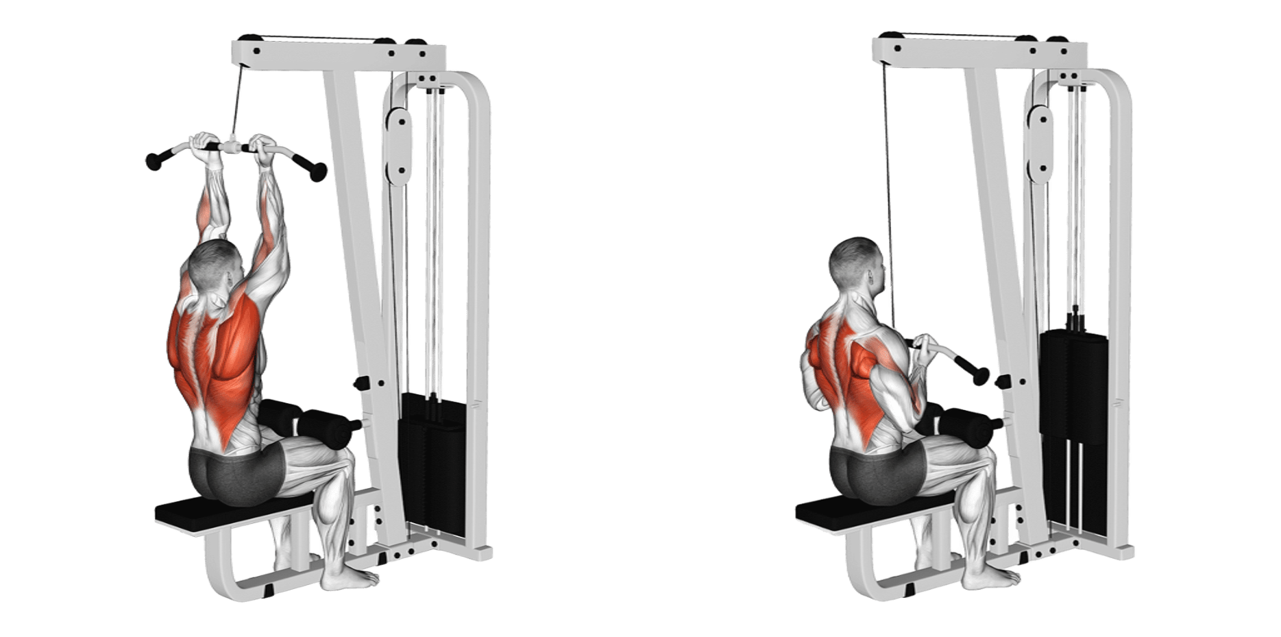 Supinated / Reverse Grip Lat Pulldown