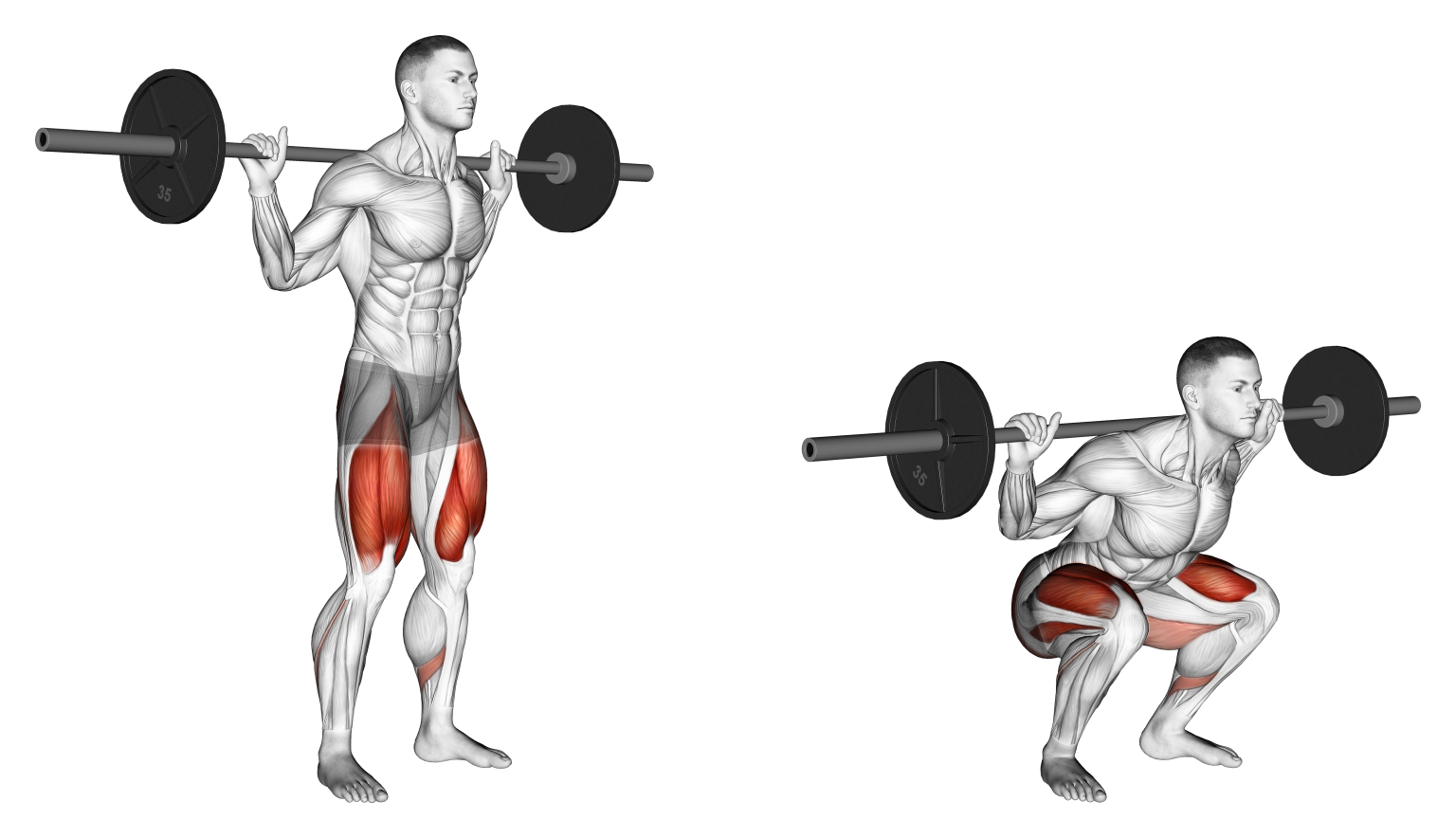Squat / Back Squat