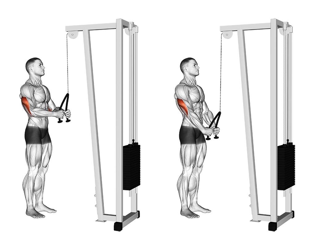 Rope Triceps Pushdown