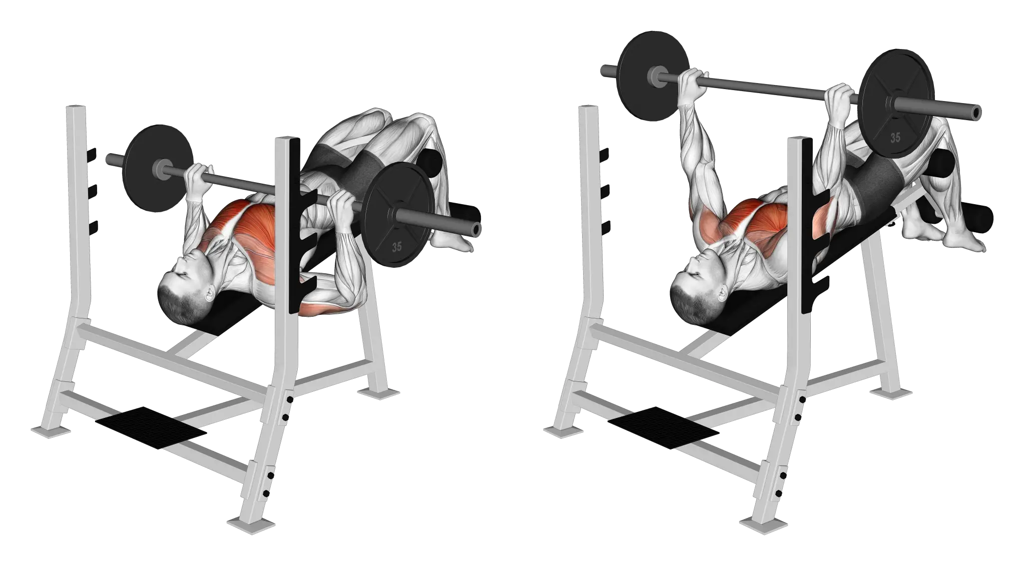 Barbell Decline Bench Press