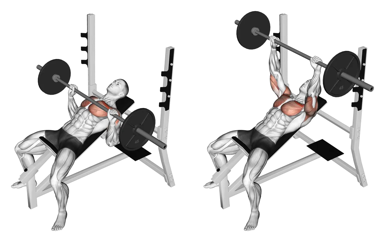 Barbell Incline Bench Press