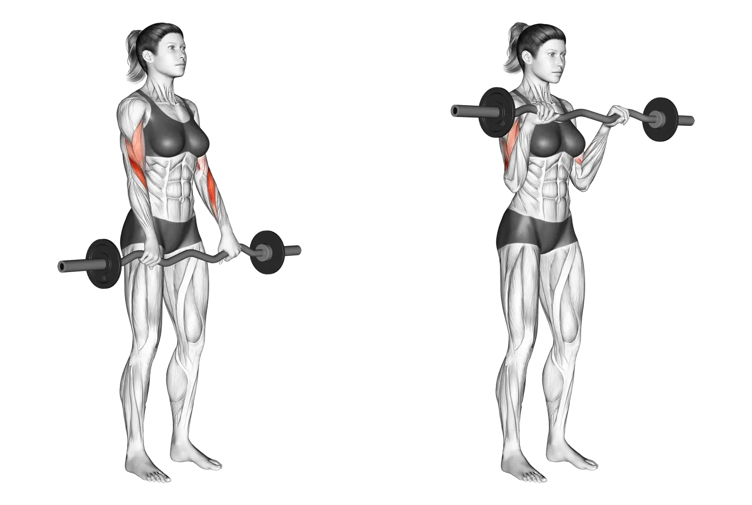 Reverse Grip Ez-Bar Curls