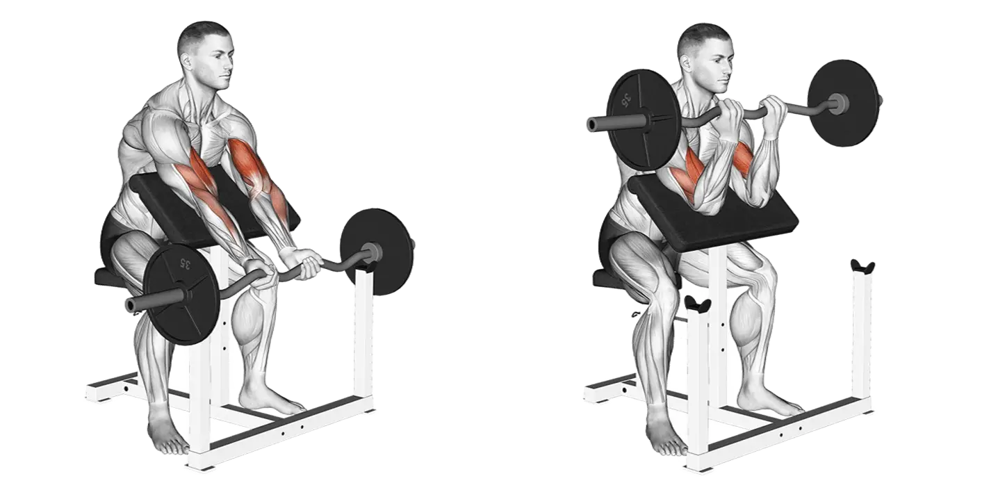 Ez-Bar Preacher Curl