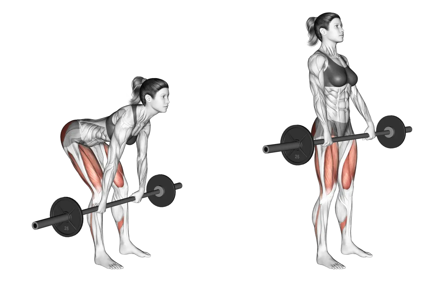 Barbell Romanian Deadlift / RDL