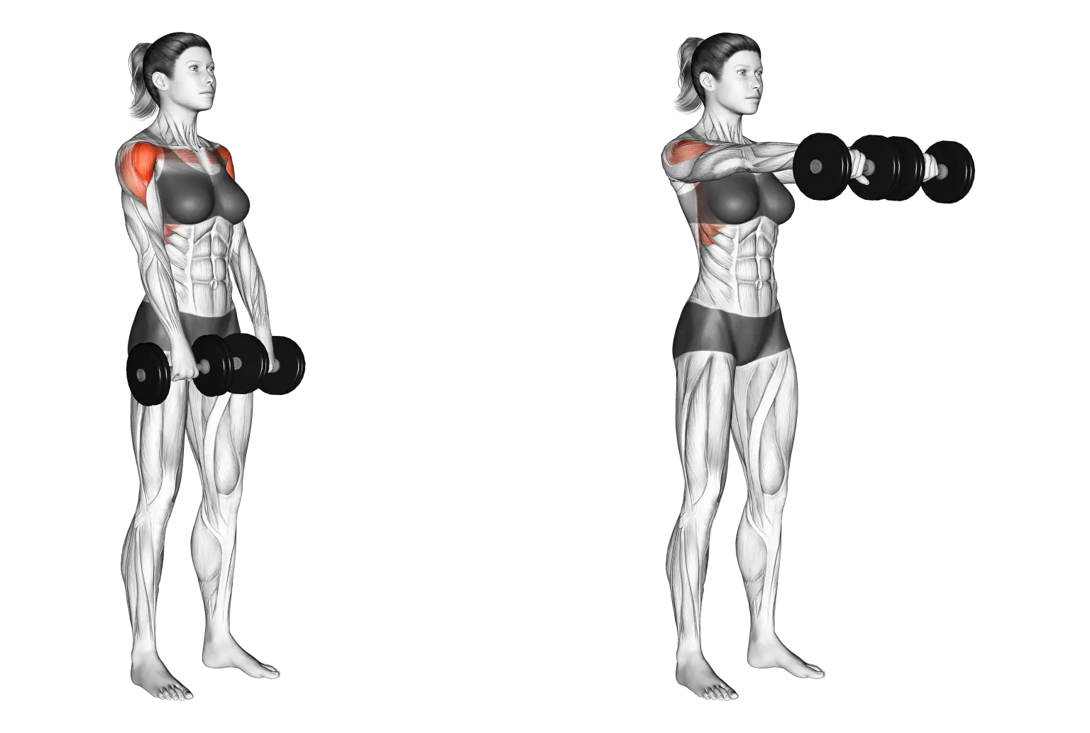 Dumbbell Front Raise
