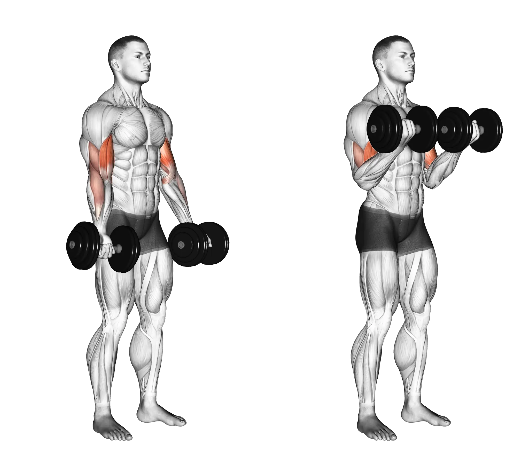 Dumbbell Curl