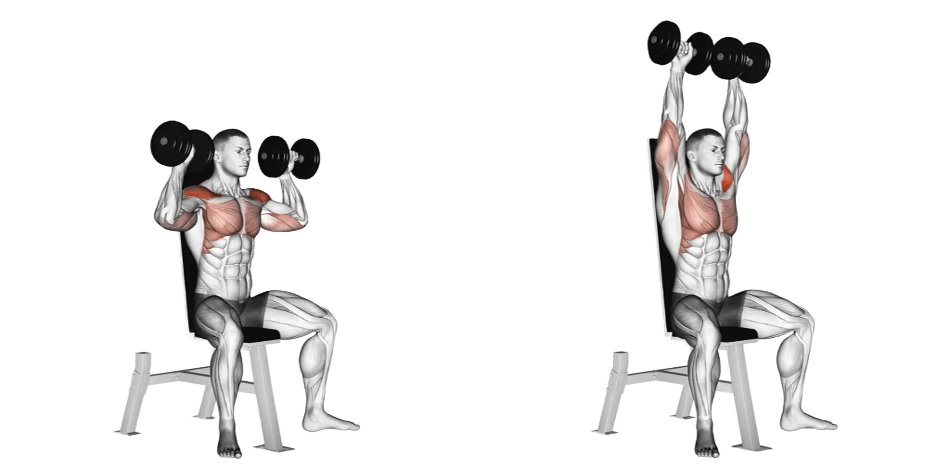 Dumbbell Shoulder Press