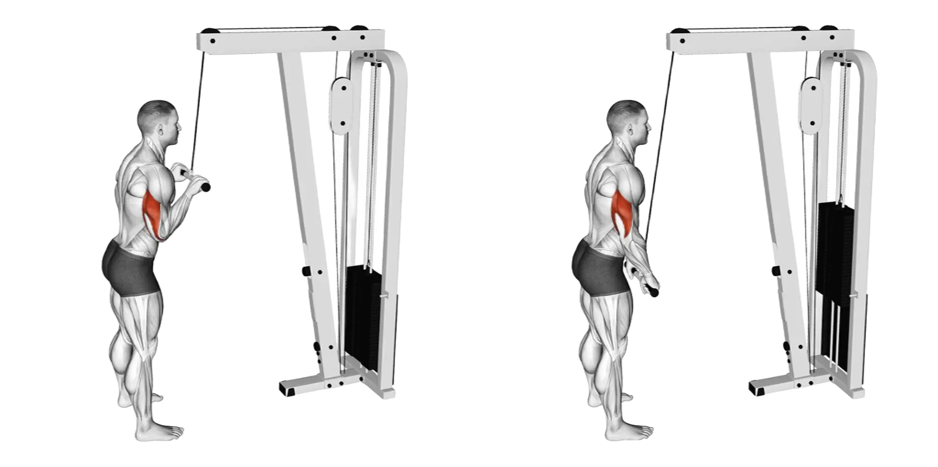 Cable Straight Bar Tricep Pushdown