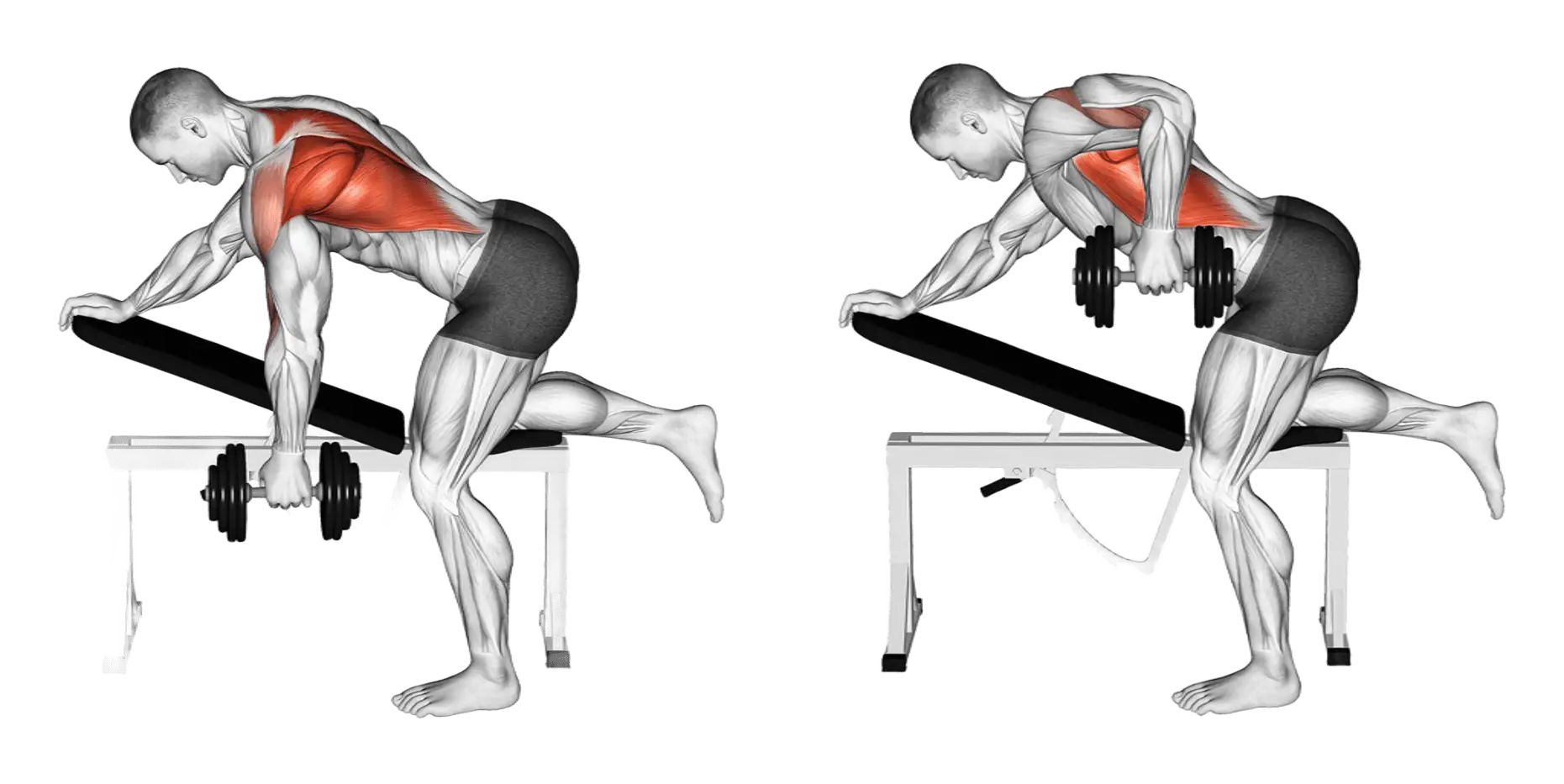 Dumbbell Row