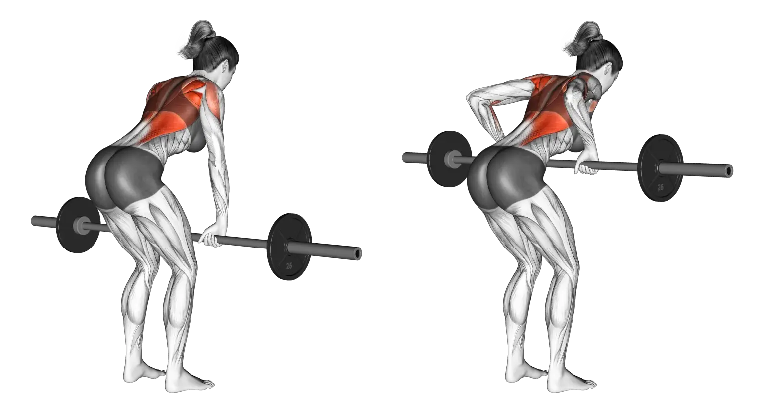 Barbell Bent Over Row