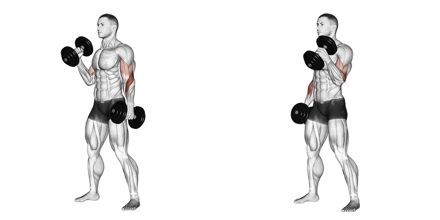 Dumbbell Hammer Curl