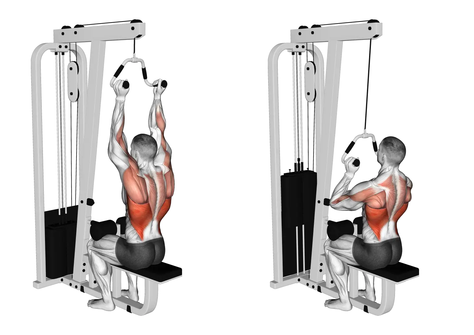 Neutral / V Grip Lat Pulldown