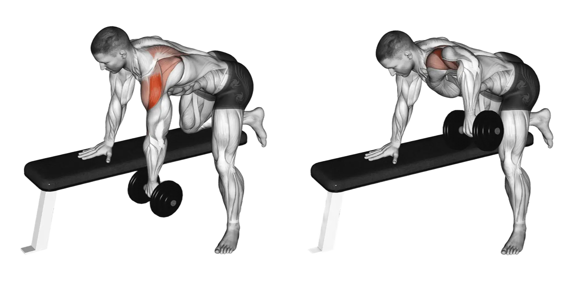 Dumbbell Rear Delt Row