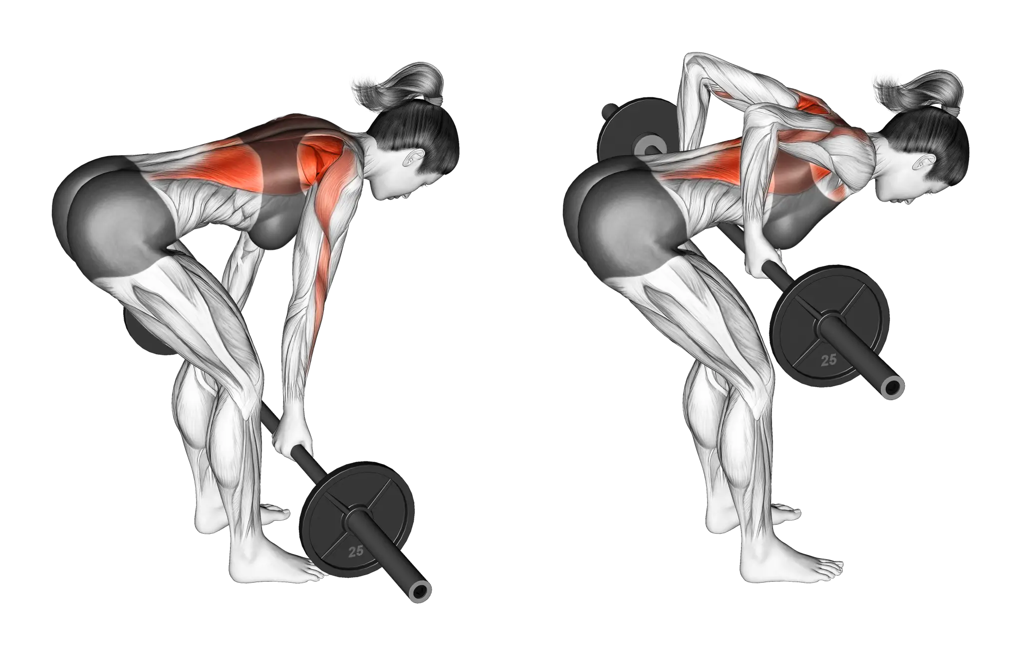 Yates Row / Reverse Barbell Bent Over Row
