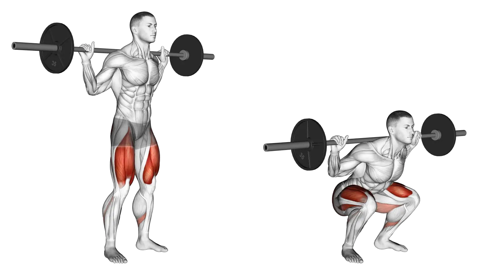 Squat / Back Squat