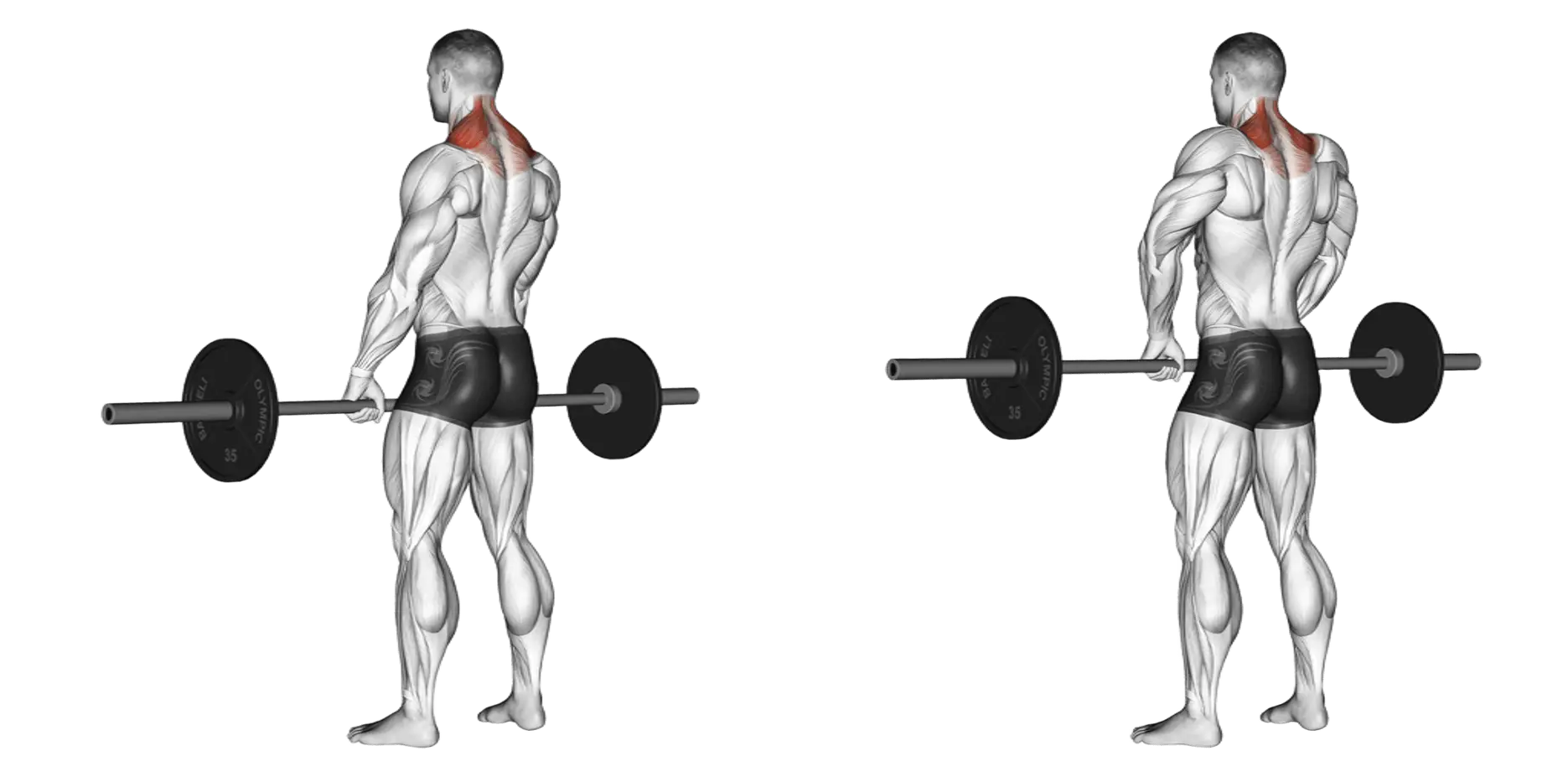 Barbell Shrug